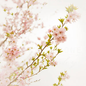 Pink Cherry Blossom Photograph | Flower Photography Tracey Capone Photography