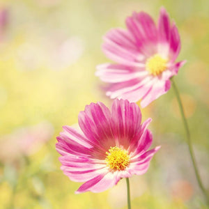 Pink Cosmos Flower Photography | Nature Wall Art Tracey Capone Photography