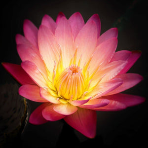 Pink Lotus Flower | Nature Photograph Tracey Capone Photography