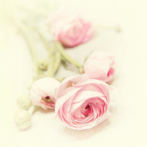 Pink Ranunculus No. 2 | Nature Photograph-Tracey Capone Photography