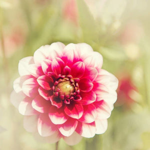 Pink & White Dahlia Photograph | Nature Wall Art Print Tracey Capone Photography