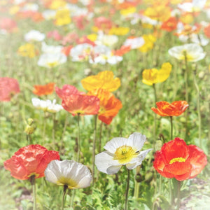 Poppy Fields | Colorful Flower Photography Tracey Capone Photography