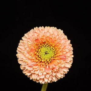 Portrait of a Pink and Green Daisy-Tracey Capone Photography