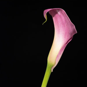 Portrait of a Pink Calla Lily-Tracey Capone Photography