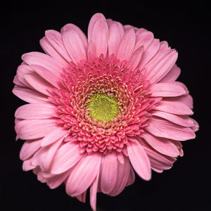 Portrait of a Pink Daisy No. 1-Tracey Capone Photography