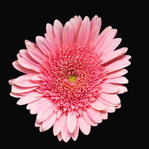 Portrait of a Pink Daisy No. 2-Tracey Capone Photography