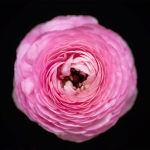 Portrait of a Pink Ranunculus No. 1-Tracey Capone Photography