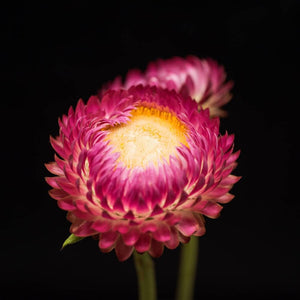 Portrait of a Pink Strawflower No. 1-Tracey Capone Photography