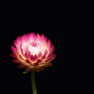 Portrait of a Pink Strawflower No. 2-Tracey Capone Photography