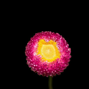 Portrait of a Pink Strawflower No. 3-Tracey Capone Photography