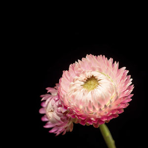 Portrait of a Pink Strawflower No. 4-Tracey Capone Photography