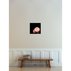 Portrait of a Pink Strawflower No. 4-Wood Mounted Photograph-Tracey Capone Photography