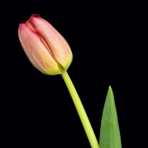 Portrait of a Pink Tulip No. 1-Tracey Capone Photography