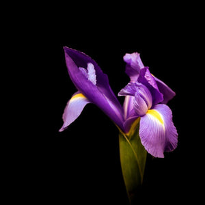Portrait Of A Purple Iris No. 1 Tracey Capone Photography