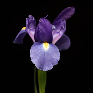 Portrait Of A Purple Iris No. 2 Tracey Capone Photography