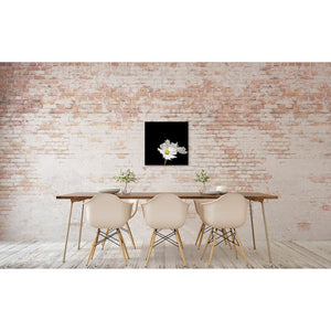 Portrait of a White Cosmos No. 2-Wood Mounted Photograph-Tracey Capone Photography