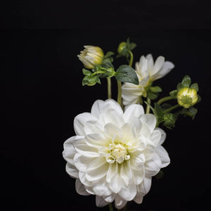 Portrait of a White Dahlia No. 1-Tracey Capone Photography