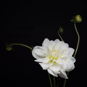 Portrait of a White Dahlia No. 2-Tracey Capone Photography