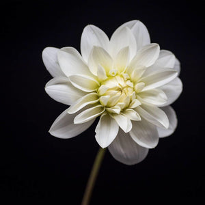 Portrait of a White Dahlia No. 3-Tracey Capone Photography