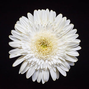 Portrait of a White Daisy No 1-Tracey Capone Photography