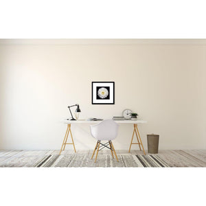 Portrait of a White Daisy No 1-Framed Archival Lustre Print-Tracey Capone Photography