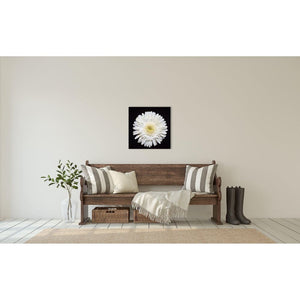 Portrait of a White Daisy No 1-Wood Mounted Photograph-Tracey Capone Photography