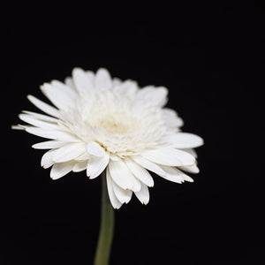 Portrait of a White Daisy No. 2-Tracey Capone Photography