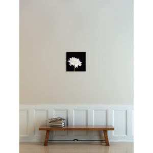 Portrait of a White Daisy No. 2-Wood Mounted Photograph-Tracey Capone Photography