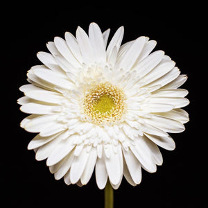 Portrait of a White Daisy No. 3-Tracey Capone Photography