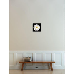 Portrait of a White Daisy No. 3-Wood Mounted Photograph-Tracey Capone Photography