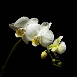 Portrait of a White Orchid No. 1-Tracey Capone Photography