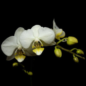 Portrait of a White Orchid No. 2-Tracey Capone Photography