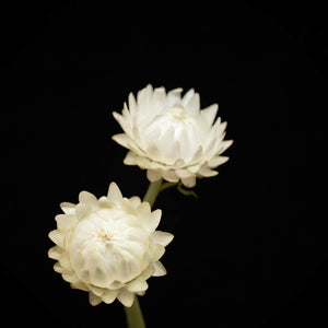Portrait of a White Strawflower No. 1-Tracey Capone Photography