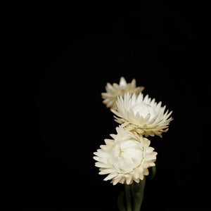 Portrait of a White Strawflower No. 3-Tracey Capone Photography