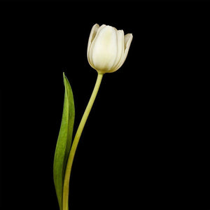 Portrait Of A White Tulip No. 3 Tracey Capone Photography