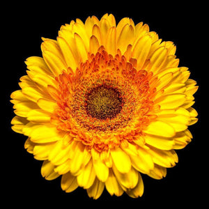 Portrait of a Yellow Daisy No. 1-Tracey Capone Photography