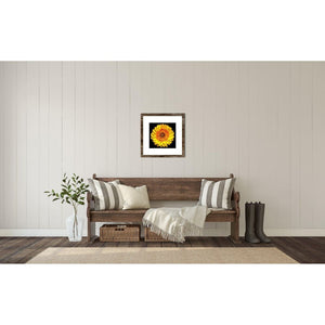 Portrait of a Yellow Daisy No. 1-Framed Archival Lustre Print-Tracey Capone Photography