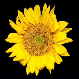Portrait of a Yellow Sunflower No. 1-Tracey Capone Photography