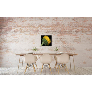 Portrait of a Yellow Sunflower No. 2-Wood Mounted Photograph-Tracey Capone Photography
