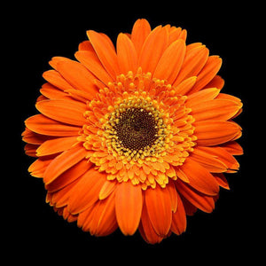 Portrait Of An Orange Daisy No. 1 Tracey Capone Photography