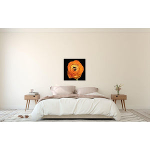 Portrait of an Orange Ranunculus No. 1-Wood Mounted Photograph-Tracey Capone Photography