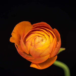 Portrait of an Orange Ranunculus No. 2-Tracey Capone Photography