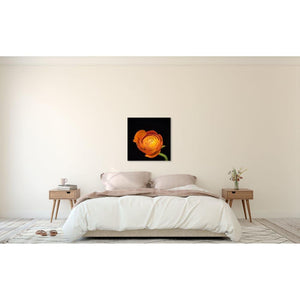 Portrait of an Orange Ranunculus No. 2-Wood Mounted Photograph-Tracey Capone Photography