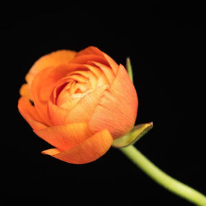 Portrait of an Orange Ranunculus No. 4-Tracey Capone Photography