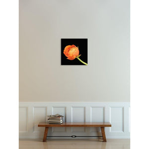 Portrait of an Orange Ranunculus No. 4-Wood Mounted Photograph-Tracey Capone Photography