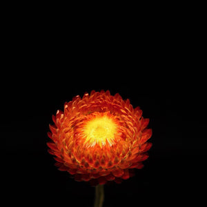 Portrait of an Orange Strawflower No. 1-Tracey Capone Photography