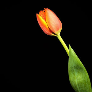 Portrait of an Orange Tulip No. 1-Tracey Capone Photography