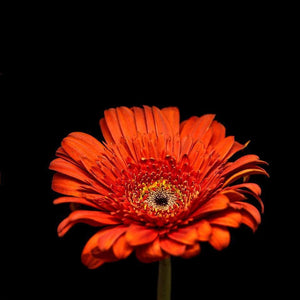 Portrait of Red Gerbera Daisy No. 1-Tracey Capone Photography