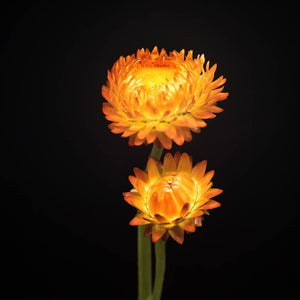 Portrait of Two Orange Strawflowers-Tracey Capone Photography
