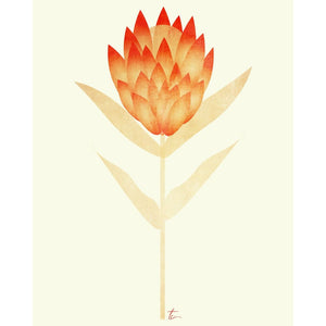 Protea Flower Illustration | Red and Orange Floral Wall Art Tracey Capone Photography